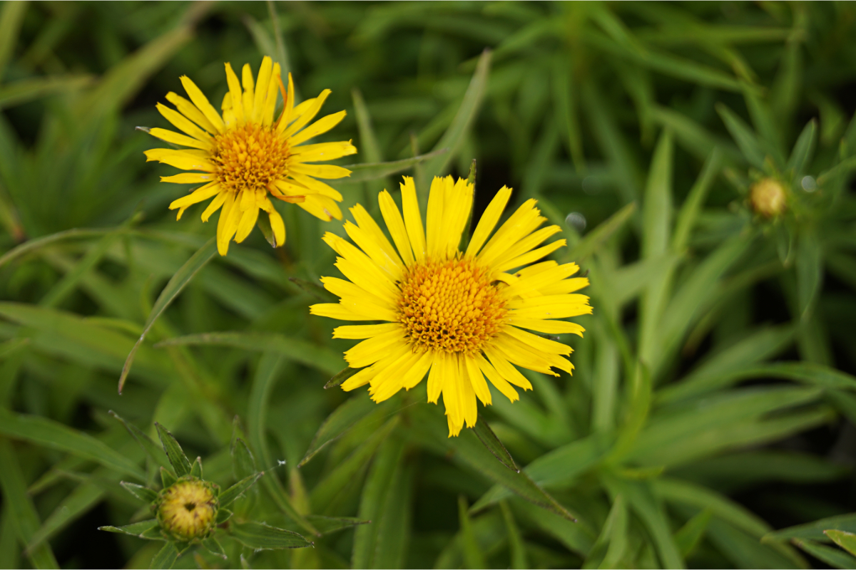 Inula ensifolia 'Compacta', gen. - Zwerg-Alant, Schwert-Alant