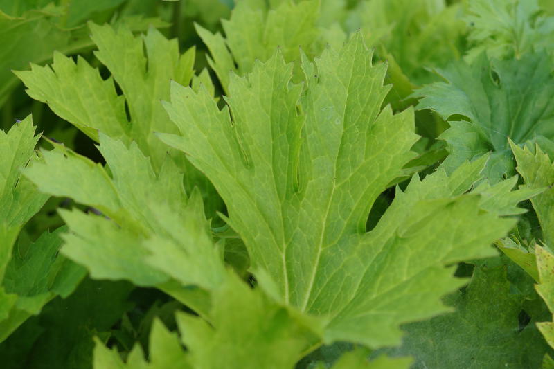 Ligularia x palmatiloba