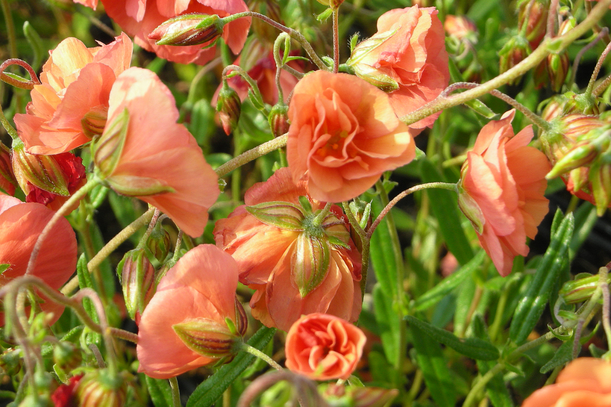 Helianthemum Hybride 'Junges Apricot' - Sonnenröschen