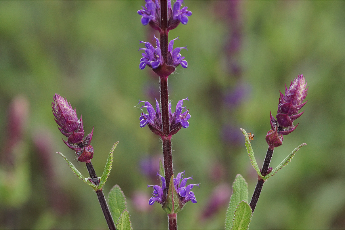 Salvia nemorosa 'Caradonna'