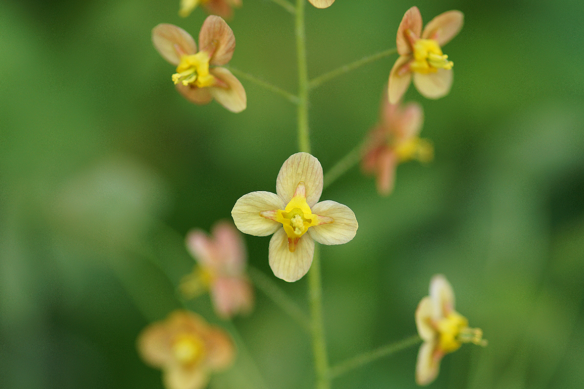 Epimedium x warleyense 'Orange Königin'