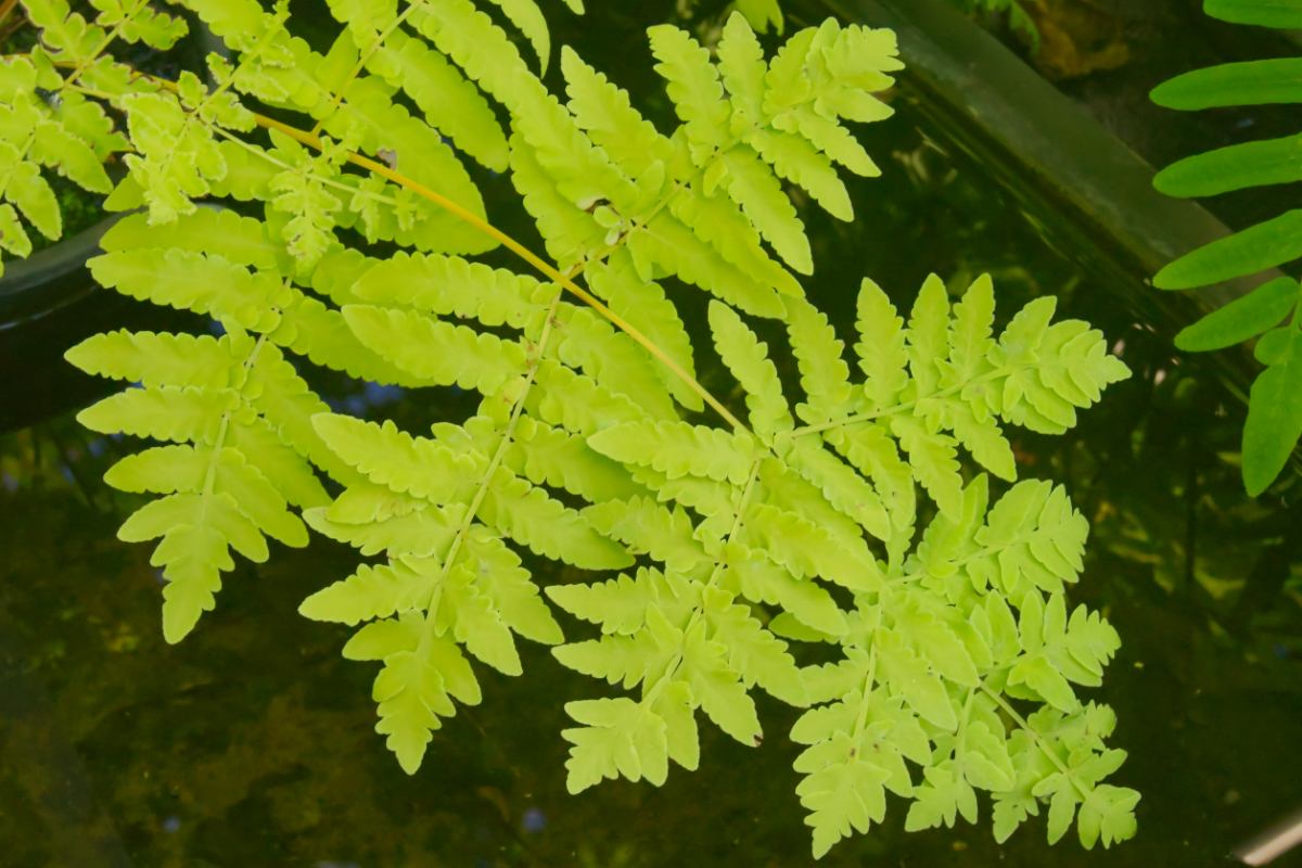 Osmunda regalis 'Decomposita' gen. - Königsfarn