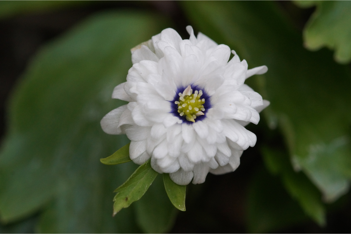 Anemone nemorosa 'Blue Eyes' - Buschwindröschen