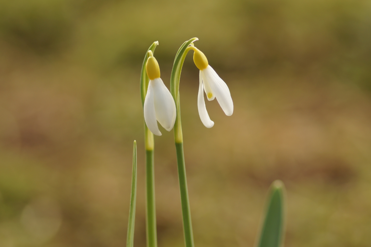 Galanthus plicatus 'Spindlestone Surprise' - Gelbblühende Schneeglöckchen