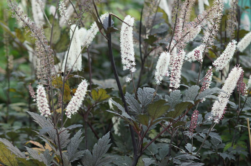 Cimicifuga (Actaea) simplex 'Brunette' - Silberkerze