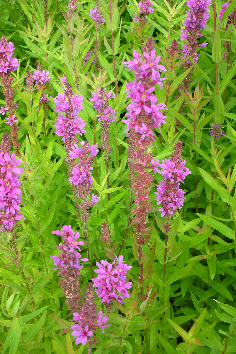 Lythrum salicaria