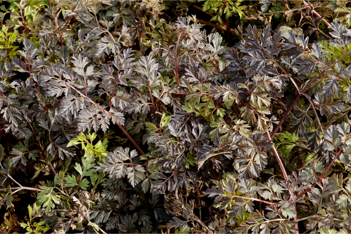 Anthriscus sylvestris 'Ravenswing'