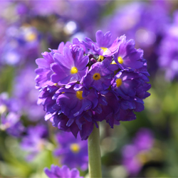 Primula denticulata 'Blaue Auslese' Primula denticulata 'Blaue Auslese'