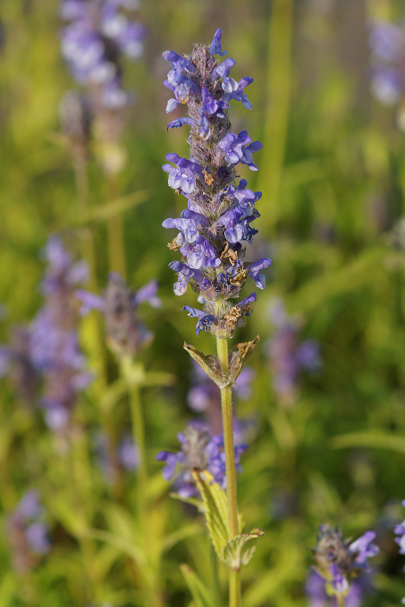 Nepeta nervosa