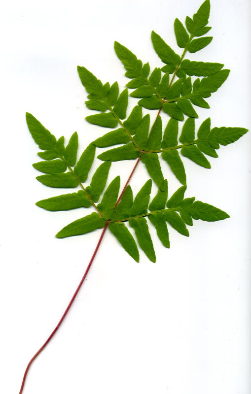 Osmunda regalis 'Purpurascens' gen.