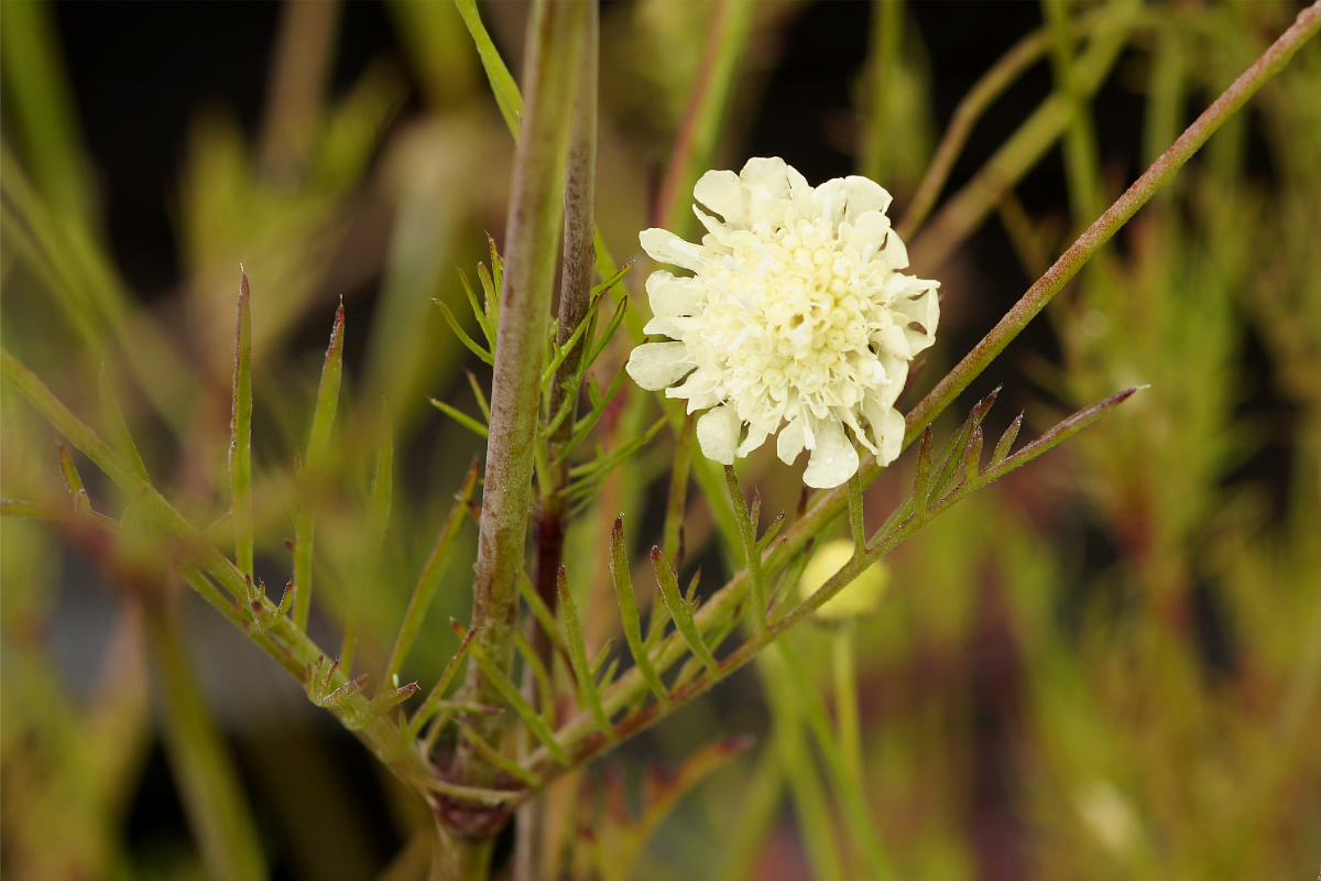 Scabiosa ochroleuca - Hellgelbes Krätzkraut, Skabiose