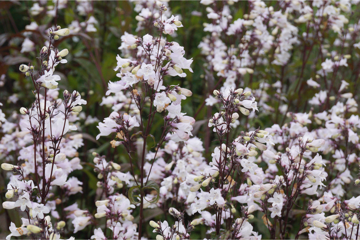 Penstemon digitalis 'Husker Red'
