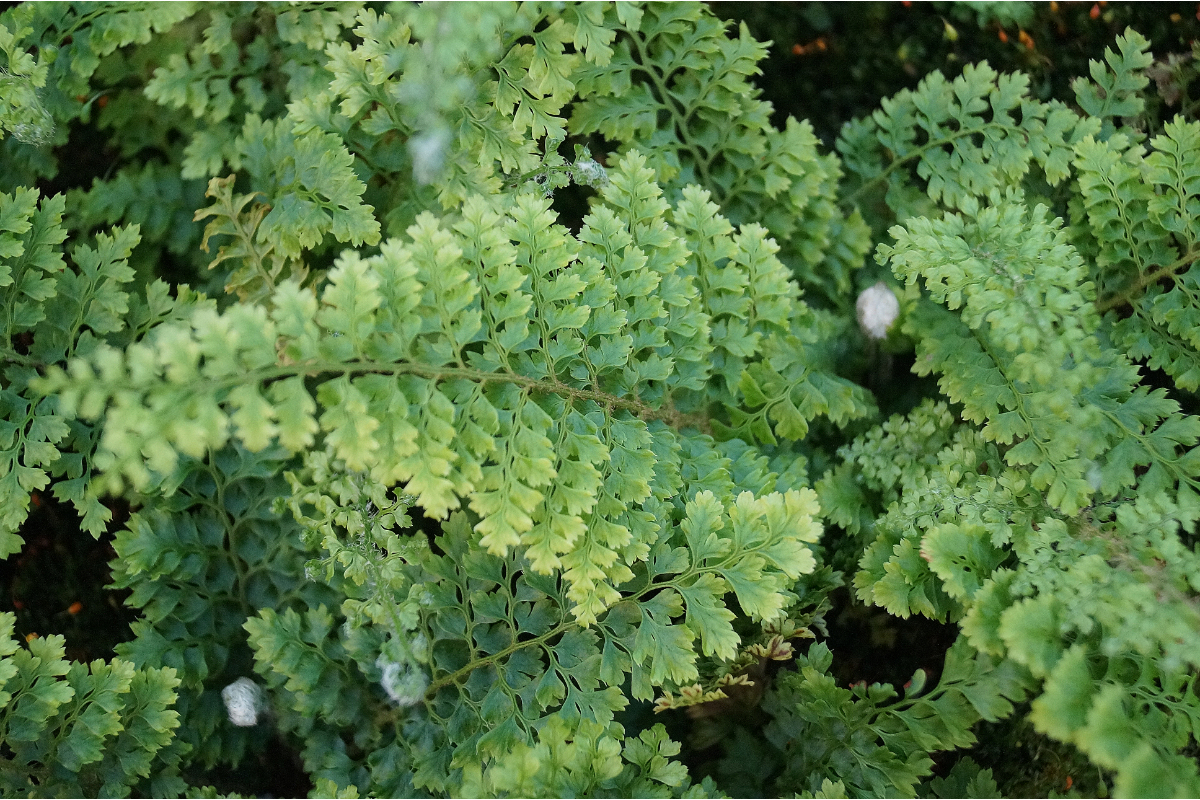 Polystichum setiferum 'Plumosum Densum' gen.