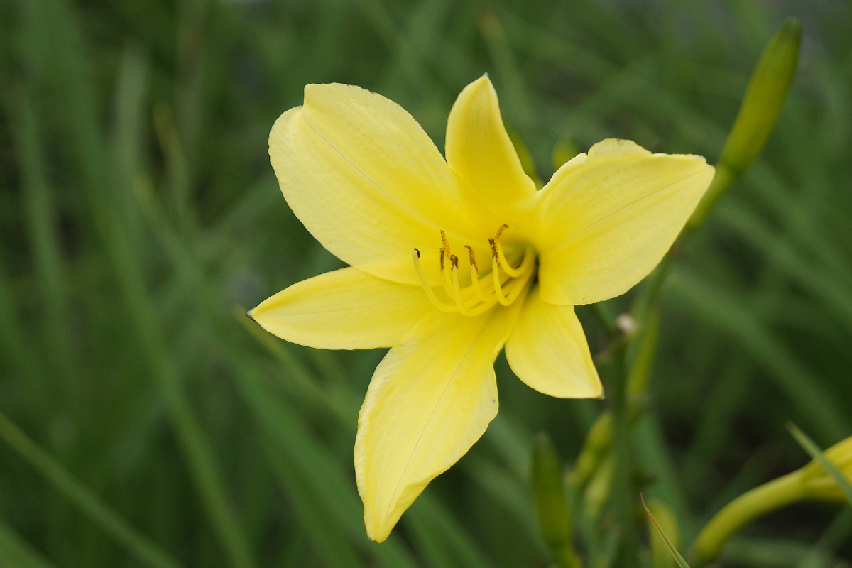 Hemerocallis citrina
