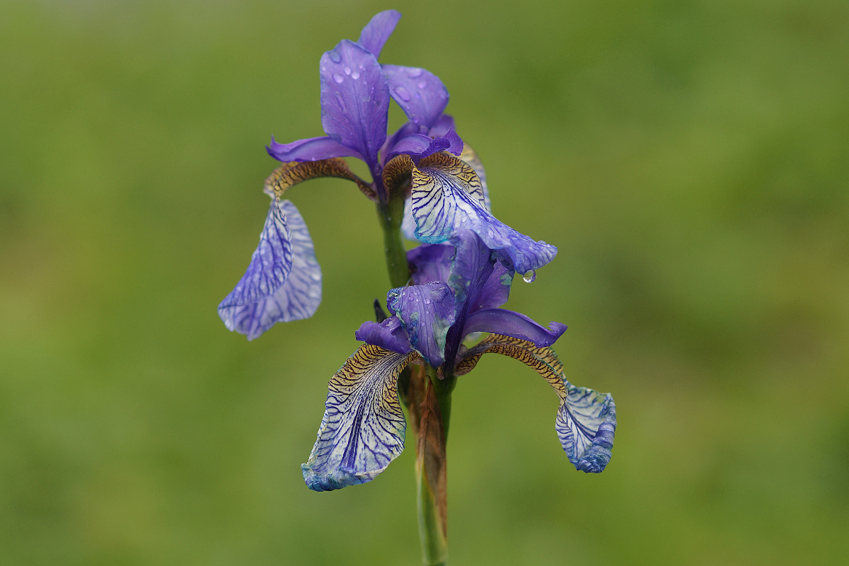 Iris sibirica - Wiesenschwertlilie