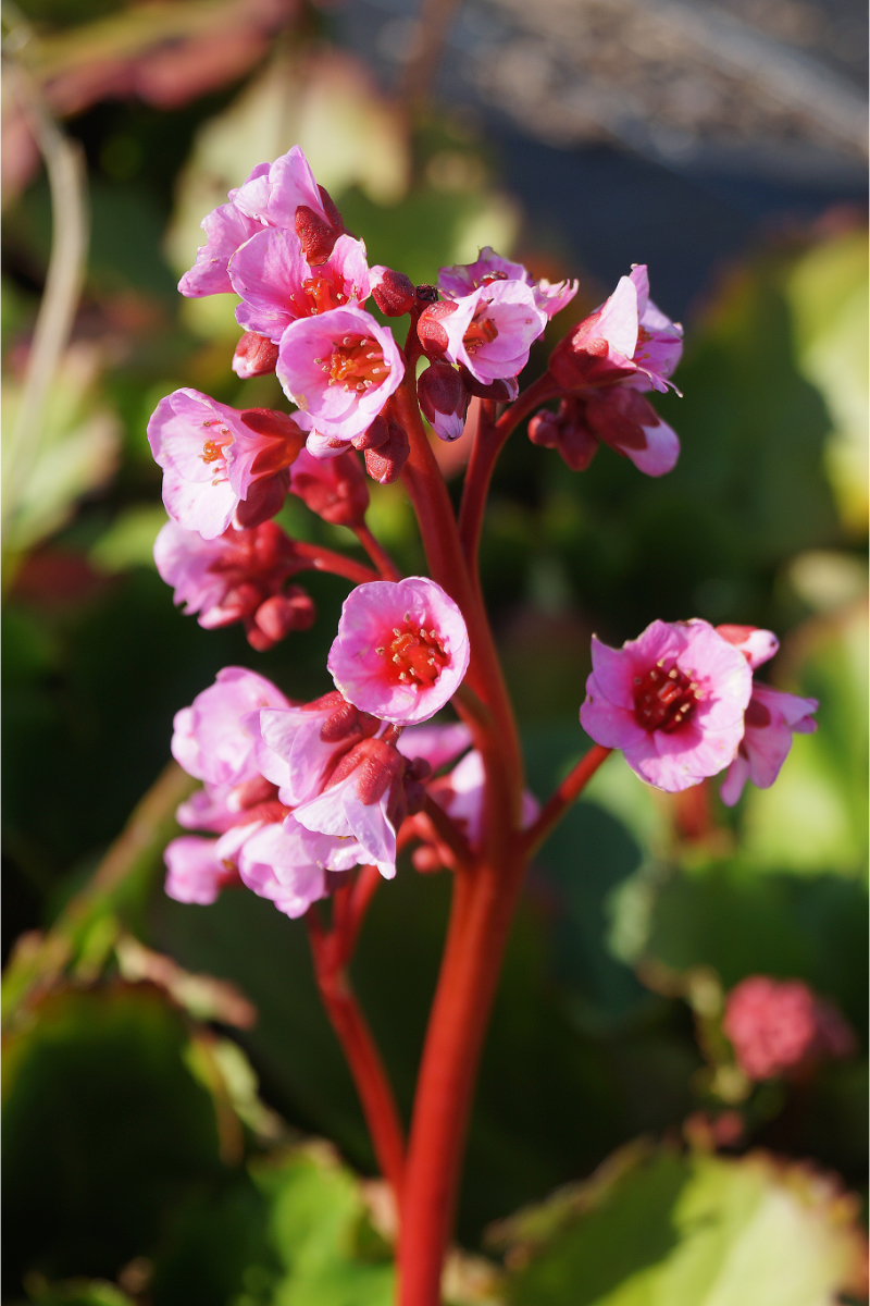 Bergenia Hybride 'Herbstblüte'