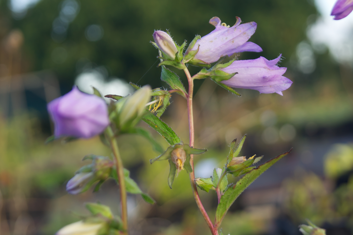 Campanula trachelium