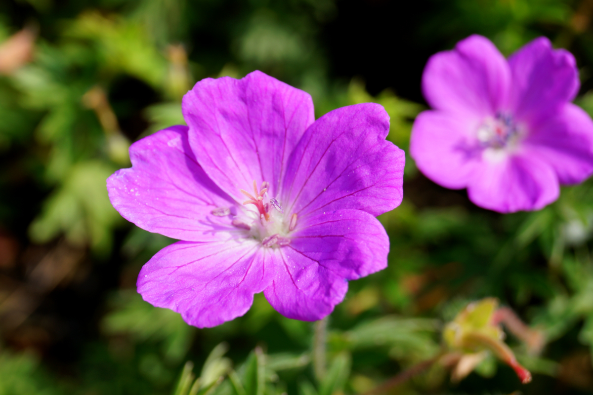 Geranium sanguineum
