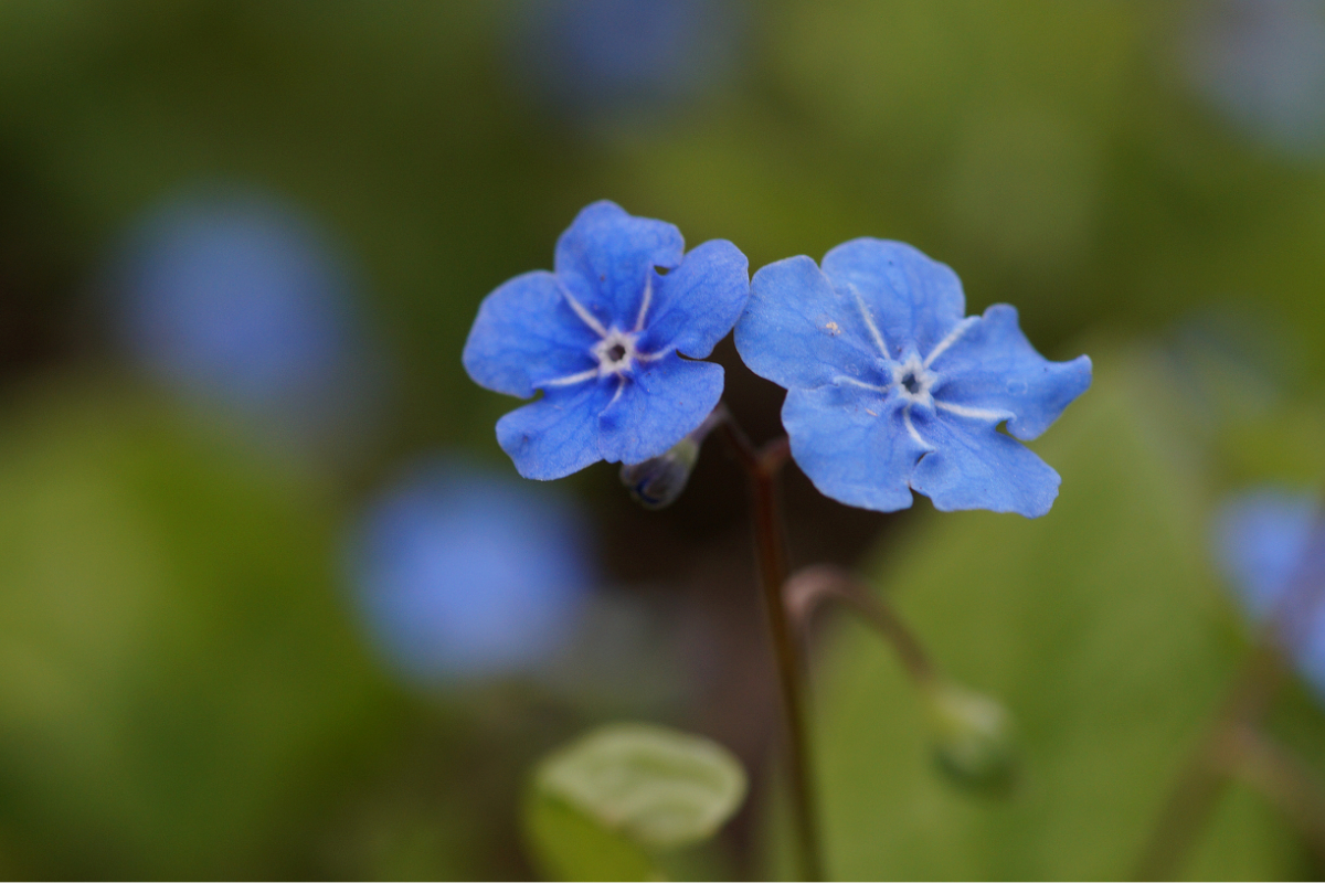 Omphalodes verna