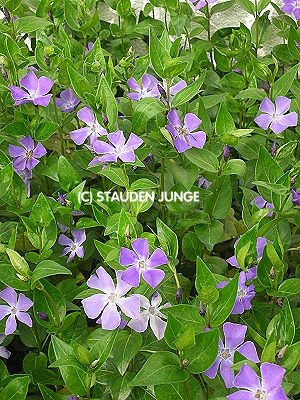 Vinca major