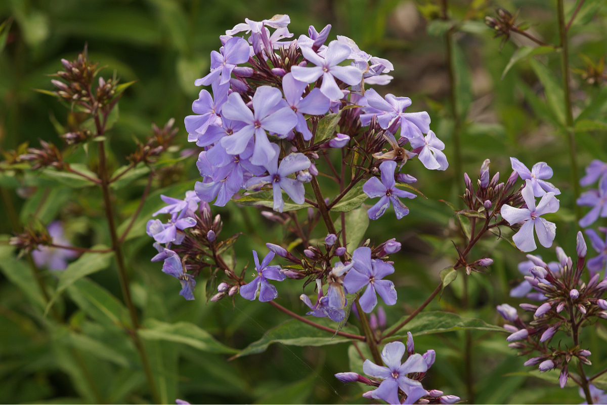 Phlox Paniculata-Hybr. 'Great Smoky Mountains' (ehemals amplifolia) - Hohe Flammenblume