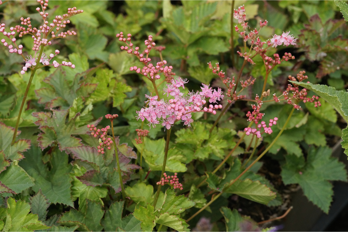 Filipendula palmata 'Kahome' - Mädesüß