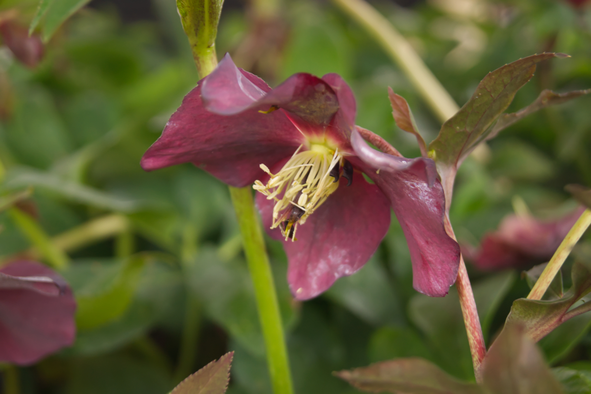 Helleborus Orientalis-Hybr.'Pretty Ellen Red' - Frühlingschristrose, Lenzrose