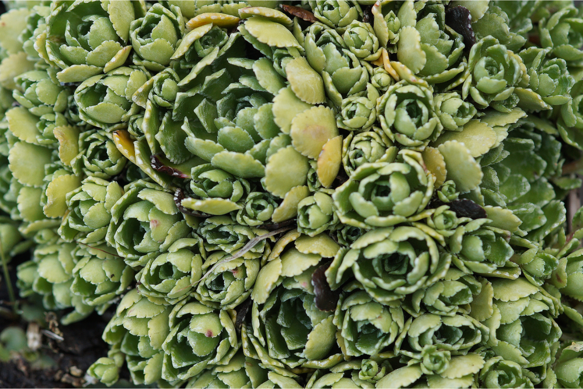 Saxifraga paniculata - Silberrosettensteinbrech