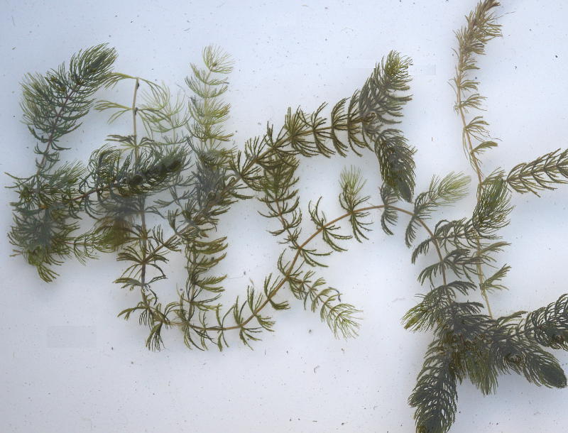 Ceratophyllum demersum