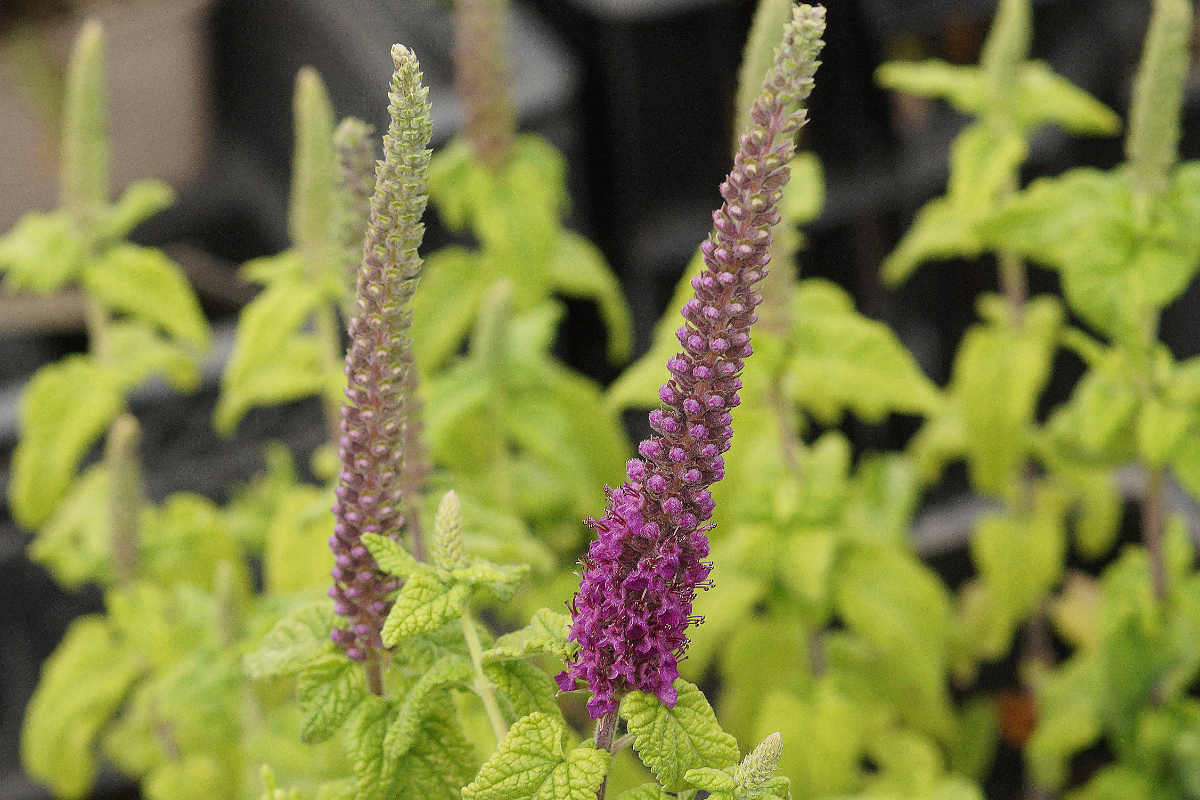 Teucrium hyrcanicum