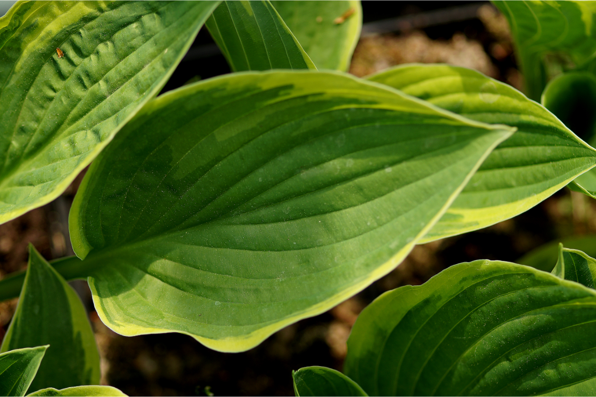 Hosta x fortunei 'Aureo-Marginata' - Funkie, Herzblattlilie