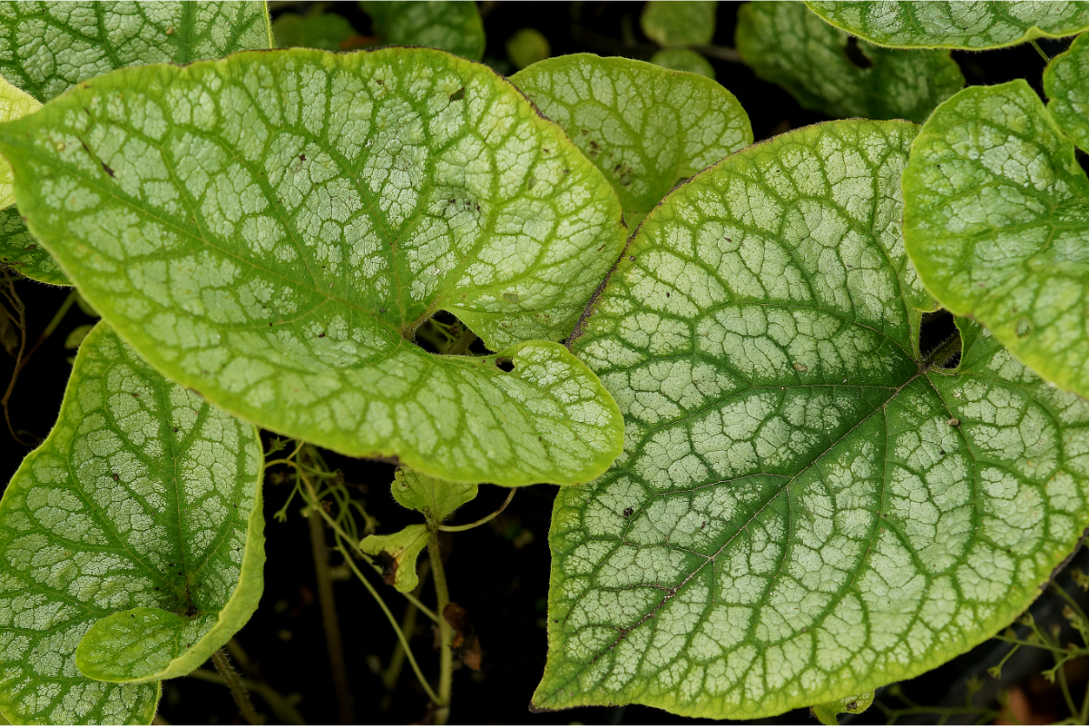 Brunnera macrophylla 'Mr.Morse' (R) - Kaukasus-Vergißmeinnicht