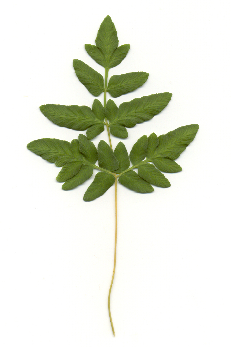 Osmunda regalis gen.