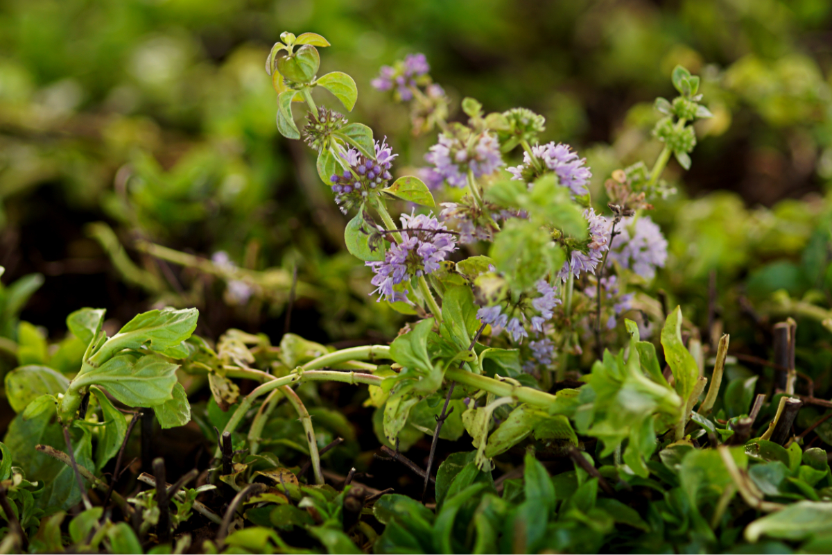 Mentha pulegium