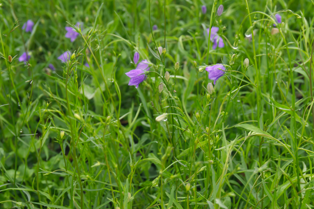 Campanula rotundifolia