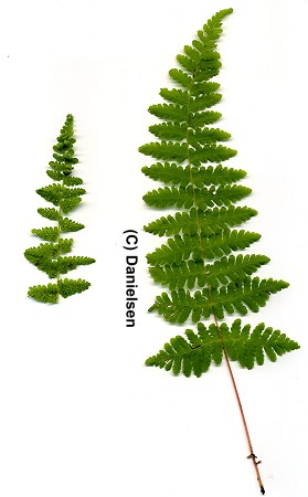 Cystopteris bulbifera (veg.) - Blasenfarn