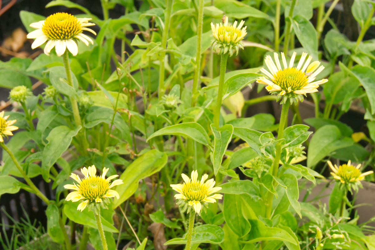Echinacea purpurea 'Mellow Yellows'