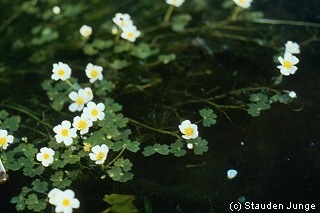 Ranunculus aquatilis - Wasserhahnenfuß