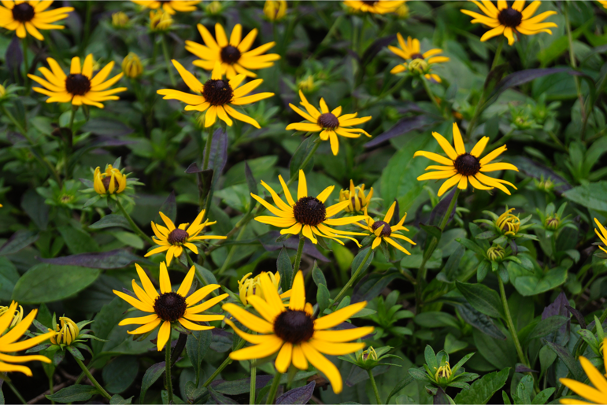 Rudbeckia fulgida 'Little Goldstar' (R)