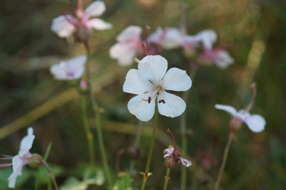 Geranium dalmaticum 'Album' - Dalmatien-Storchschnabel