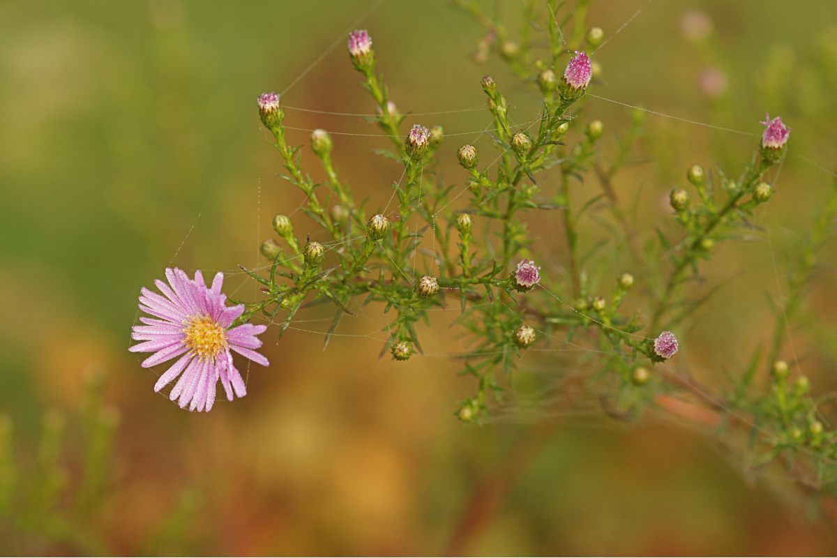 Aster pringlei 'Pink Star'