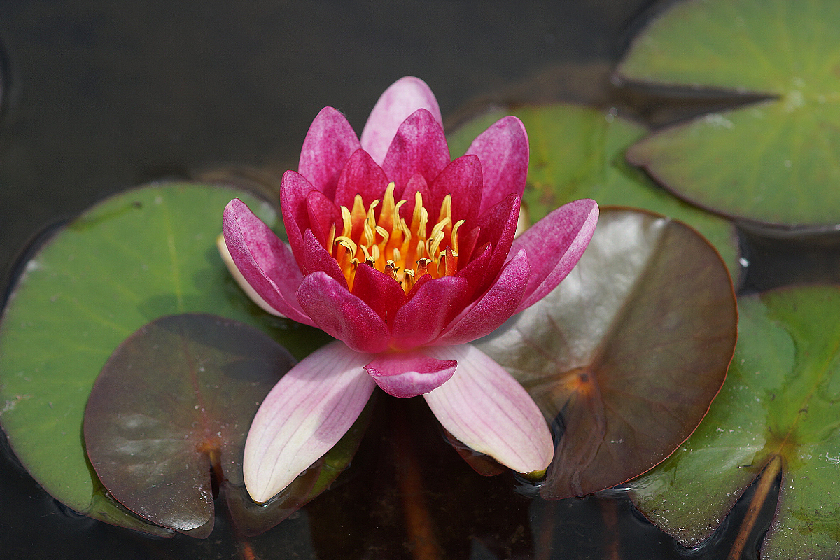Nymphaea Hybride 'Froebeli'