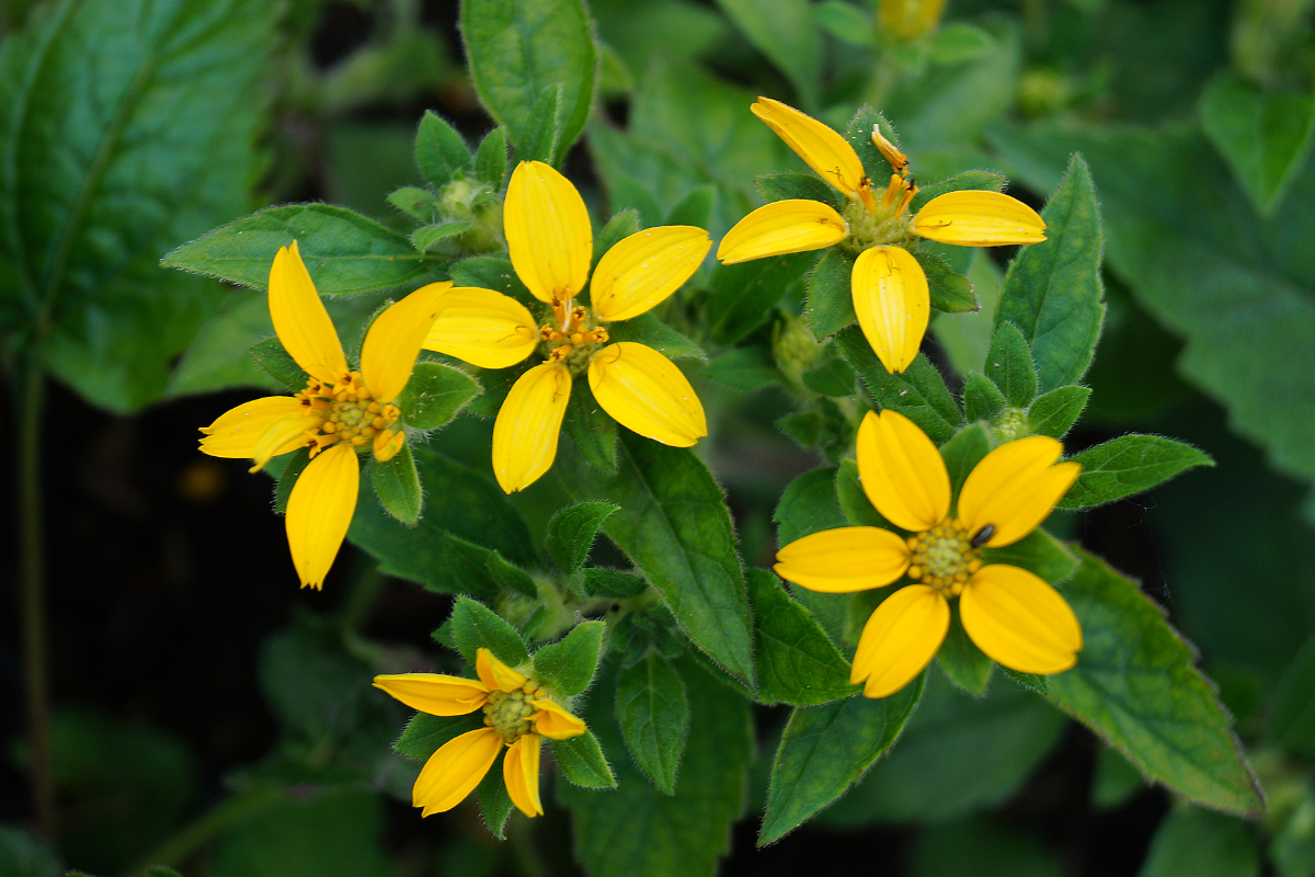 Chrysogonum virginianum - Goldkörbchen