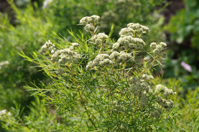 Pycnanthemum tenuifolium (flexuosum)