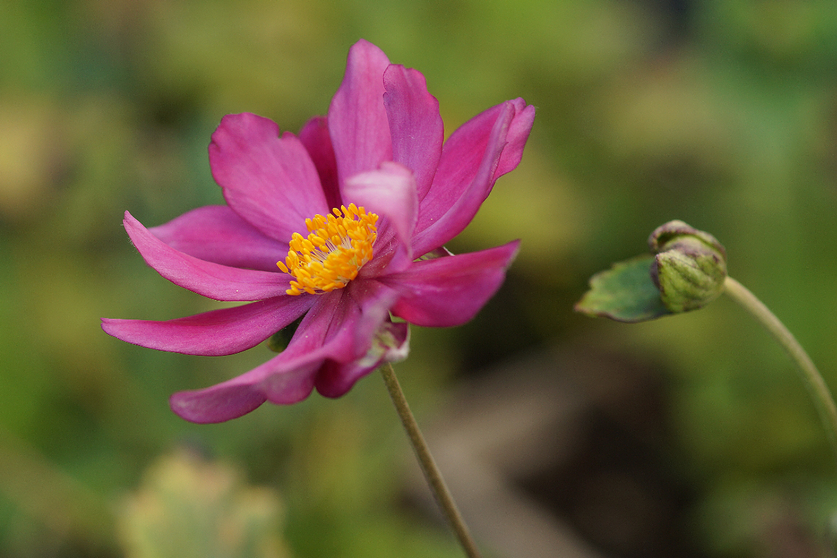Anemone Japonica-Hybr. 'Pamina'