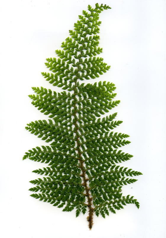 Polystichum setiferum 'Herrenhausen' veg.