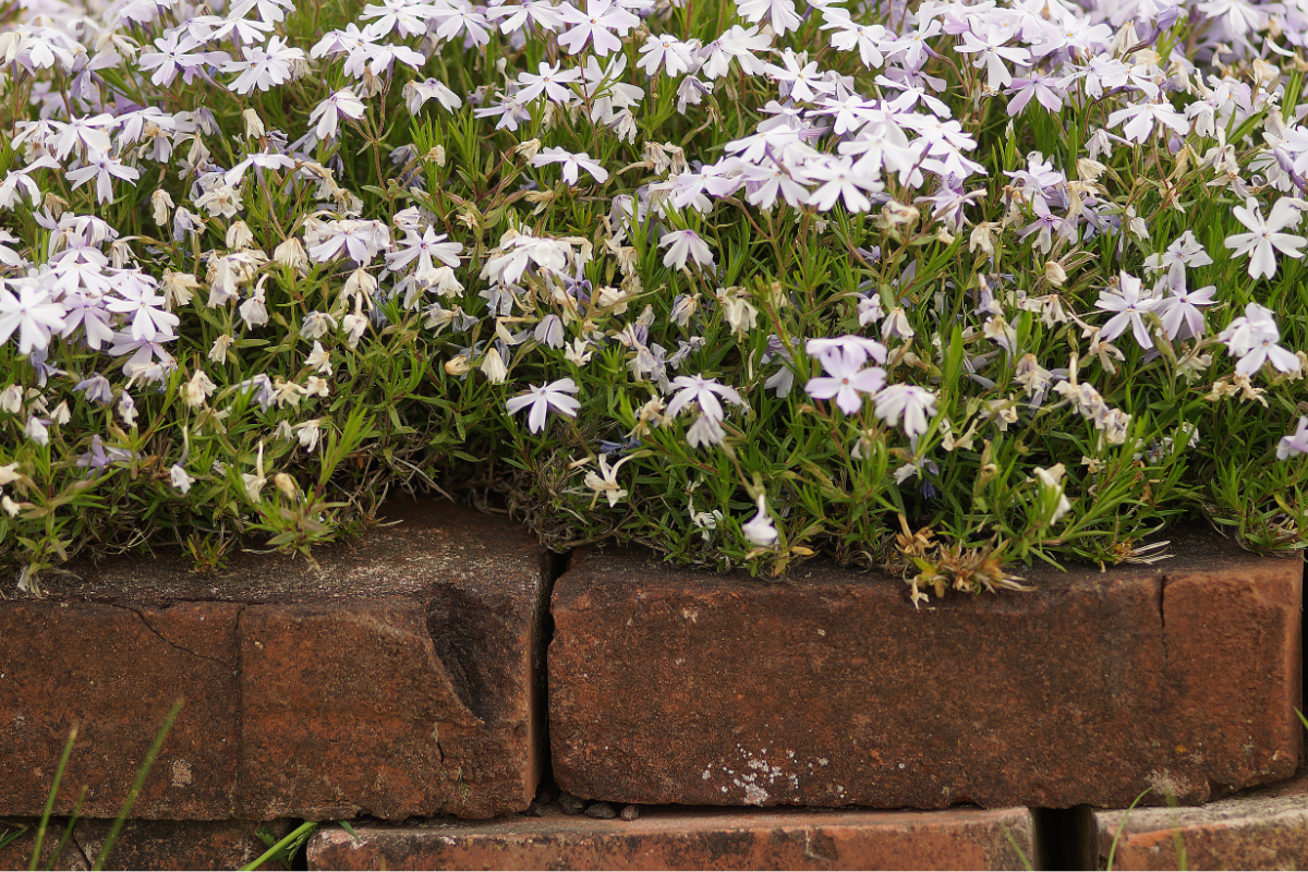 Phlox subulata 'Emerald Cushion Blue'