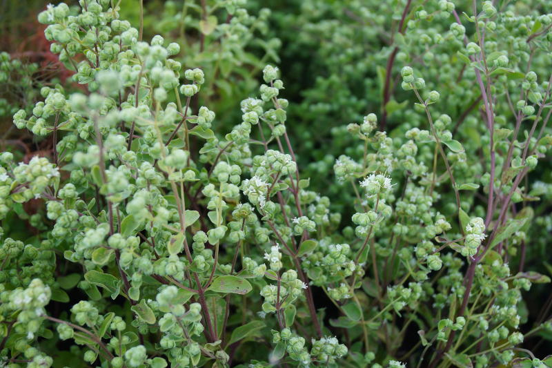 Origanum majoranum - Echter Majoran
