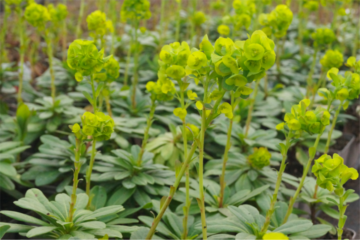 Euphorbia amygdaloides var. robbiae