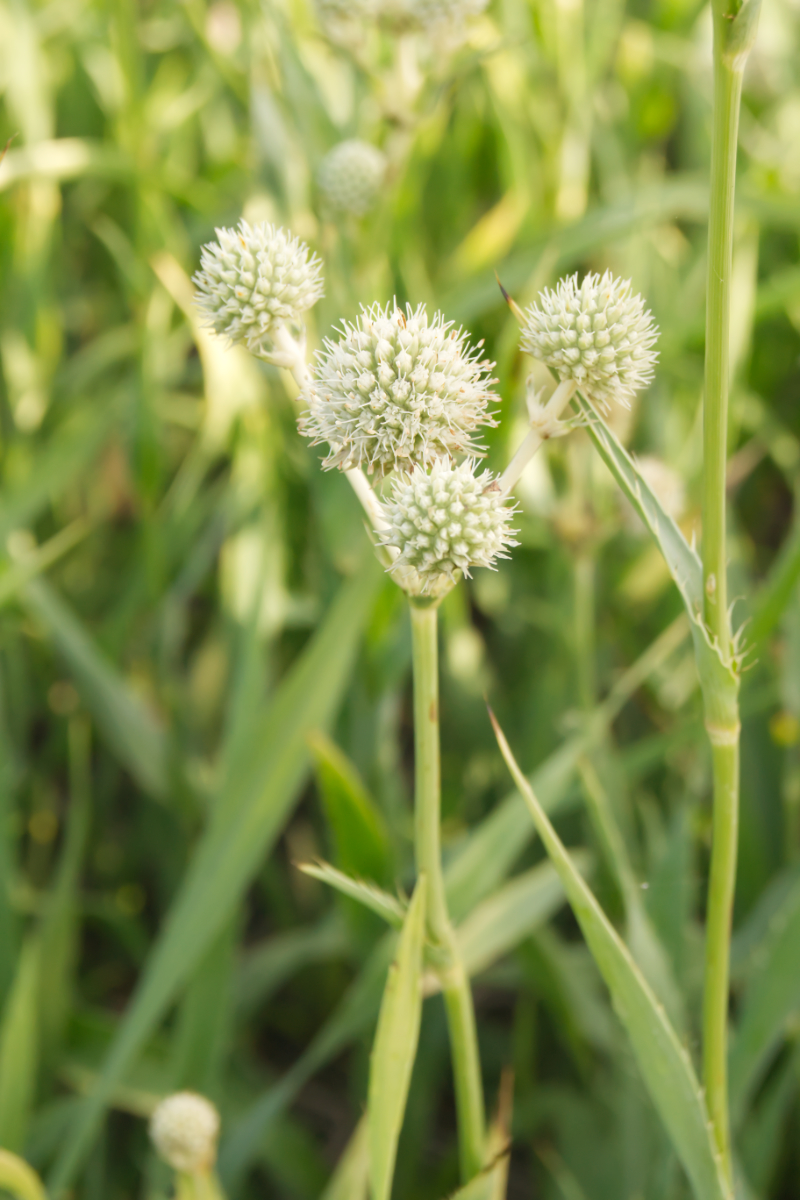 Eryngium yuccifolium
